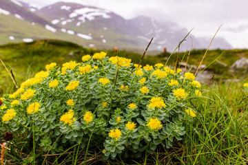 In Sweden mountains grow magic plant, which can cure from mostly all diseases