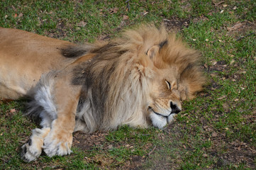Male lion resting in the grass