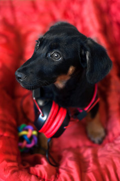 The dog listens to music on headphones