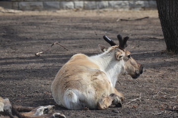 Reindeer resting on the ground