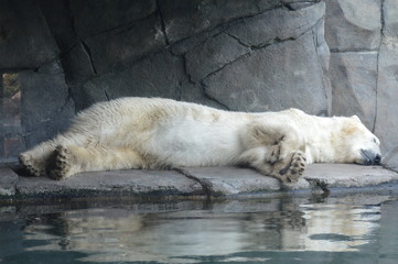 Naklejka na ściany i meble A polar bear sleeping