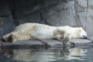 Naklejka na ściany i meble A polar bear sleeping