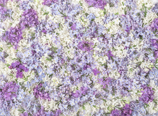 Lilac flowers background