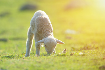 Obraz na płótnie Canvas Cute little lamb eating on meadow