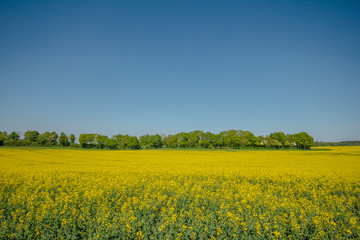 Fototapeta premium Canola Fields