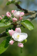 Apfelblüte im Bergischen Land in der Blütenstadt Leichlingen,Nordrhein-Westfalen,Deutschland