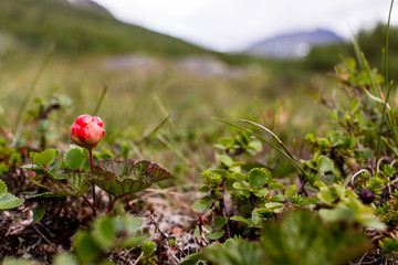 Cloudberries in Sweden mountains 