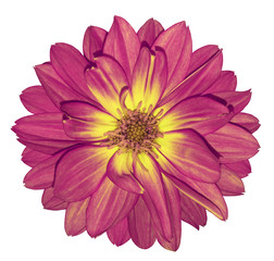 Dahlia pink-yellow flower on white isolated background with clipping path.  For design. Closeup.  Nature.