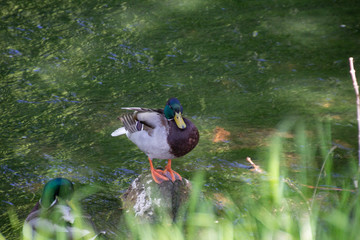 Ente auf Stein