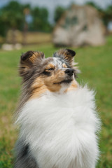 Cute Shetland Sheepdog over natural background