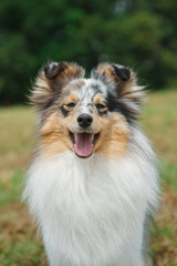 Cute Shetland Sheepdog over natural background