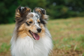 Cute Shetland Sheepdog over natural background