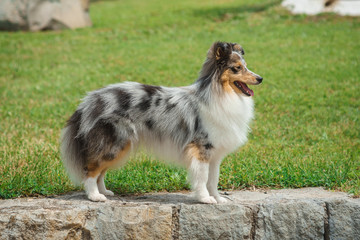 Cute Shetland Sheepdog over natural background