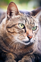 Obraz premium Cat on the road