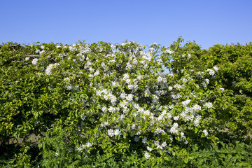 Fototapeta na wymiar white apple blossom