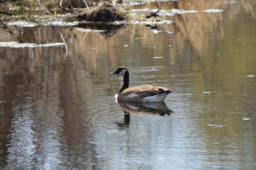 Geese on the water