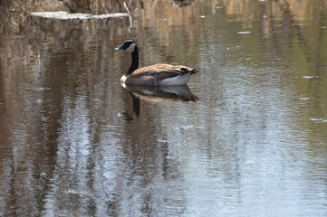 Geese on the water