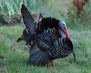 Wild turkey with tail feathers fanned out