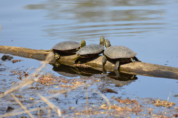 Turtles on a branch in the water