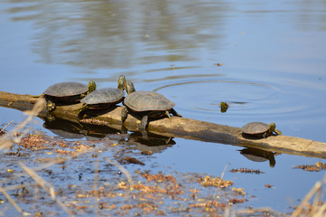 Turtles on a branch in the water
