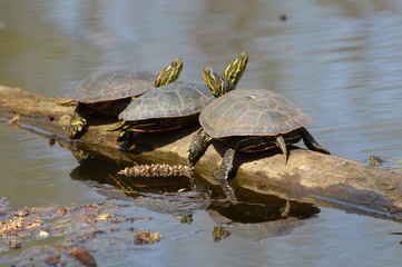 Fototapeta premium Turtles on a branch in the water