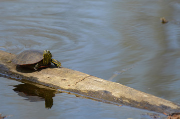 Turtles on a branch in the water