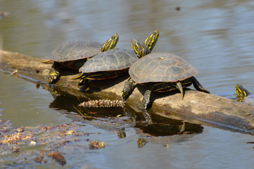 Turtles on a branch in the water