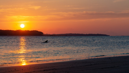 Obraz na płótnie Canvas Dolphin Sunset