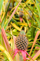 Pineapple background/ hawaiian pineapples background,A lot of pineapple fruit background