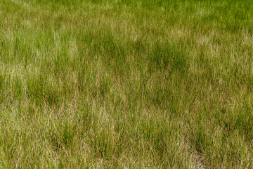 Texture of meadow grass