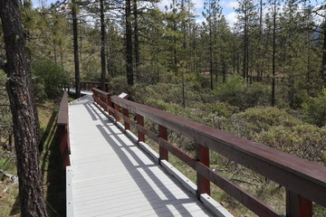 Forested Boardwalk