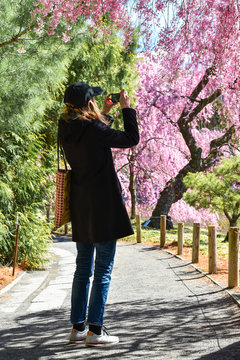 Woman taking photos of chery blossom