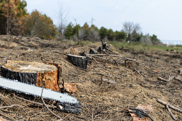 A number of stumps left after deforestation. In the foreground lies the electric saw, which the worker left.