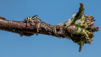 Springspinne beobachtet Blattläuse