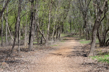 Fototapeta premium Hiking path in the woods
