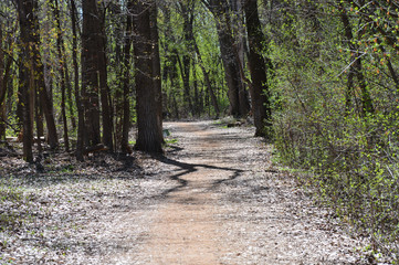 Hiking path in the woods