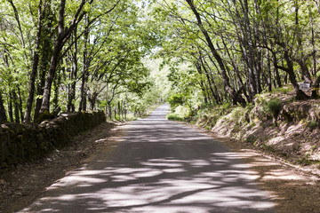 Landscape of straight road under the trees. Sunny weather. Nobody. Travel concept
