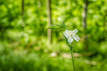 Fototapeta na wymiar White forest flower 