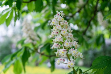 Chesnut tree flower. Slovakia