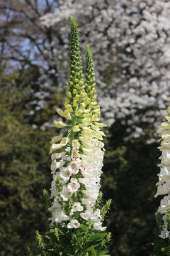 PRETTY WHITE FOXGLOVE PLANTS