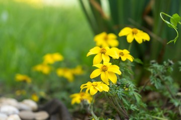 Yellow flower in nature. Slovakia