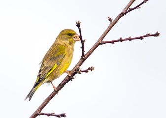 Greenfinch sitting on a twig