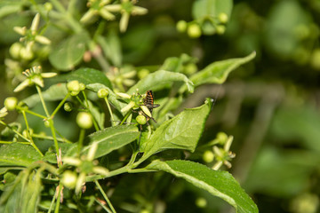 Käfer mit Knospe auf Blatt