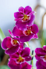 Naklejka na ściany i meble Beautiful purple orchid.