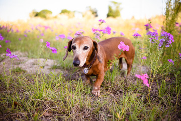 Cute dachshund dog brown in color on a field of purple flowers on a sunny summer day 