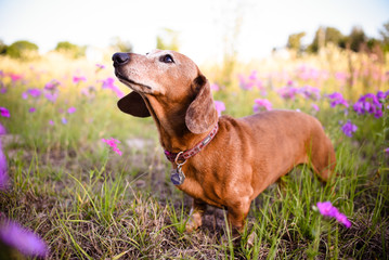 Wiener dog looking up from a filed or patch of purple flowers