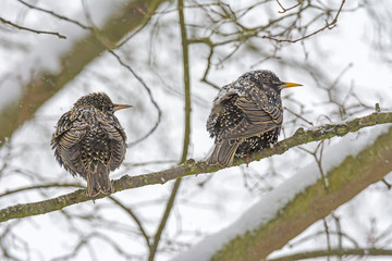 Starling couple on a tree branch