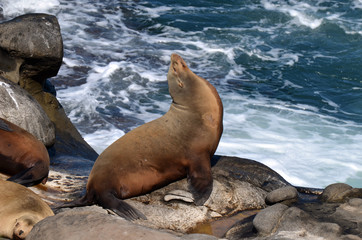 Naklejka premium Seal at La Jolla
