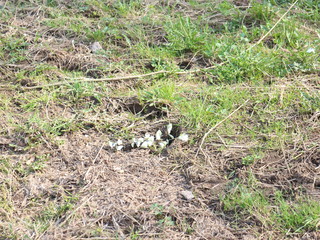 white butterflies on the grass by the river