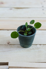 
Pilea baby. Pilea peperomioides, money plant in the pot. Isolated. Wooden background.